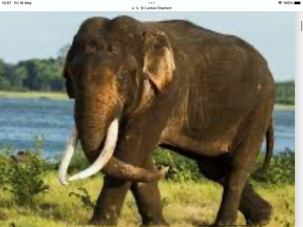 Patchwork Sri Lankan Elephant Patchwork Pals Wiki Fandom