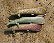 Arapaima.png (4.12 MB) Arapaima