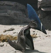 Razorbill Common 1,500