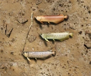 Arowana.png (2.55 MB) Arowana