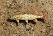 Pike.png (2.31 MB) Pike