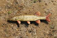 Pike