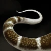 Armortail