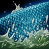 Thalassodromeus Streamlined