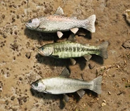 Trout.png (3.38 MB) Trout