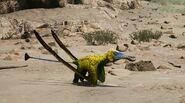 Budgerigar