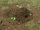 Quests