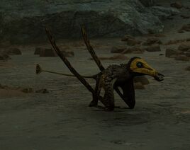 Longicaudis