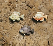 Bluegill.png (2.53 MB) Bluegill