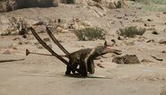Rattus (1000)
