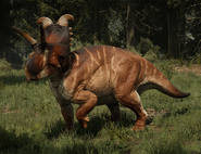 Albertaceratops