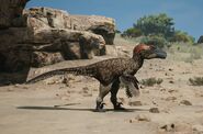 Roadrunner (3,000)