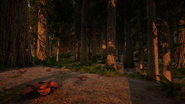 Redwoods Biome