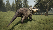 Eotriceratops 3