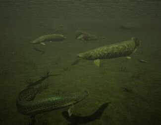 Fish.jpg