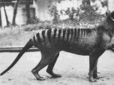 Thylacine