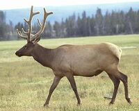 Elk4