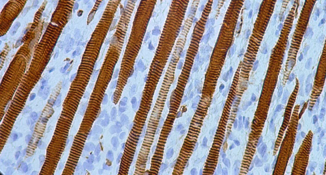 Help build the wiki!