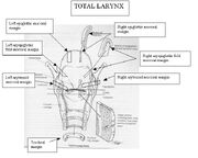 Laryngectomy sections