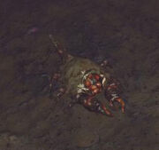 Bestiary shield crab