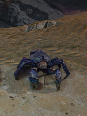 Coconut Crab