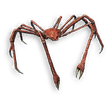 Craicic Spider Crab