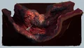 The Belly