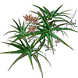 Aloe Plant inventory icon