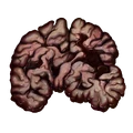 Infected Brain