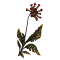 Ashen Swish. A rare, prickly herb, growing wherever blood has been spilled.