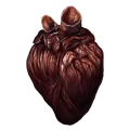Infected Heart