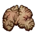 Brain