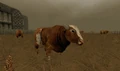 A bull in Pathologic Classic HD