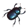 Beetle