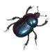 Beetle