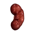 Kidney