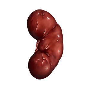 KidneyRight