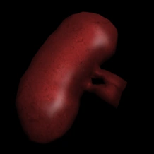 Ui kidney b
