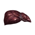 Infected Liver
