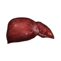Liver