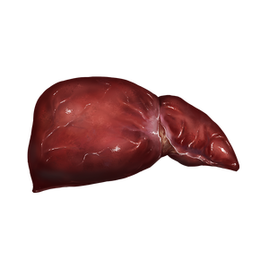 Liver.png