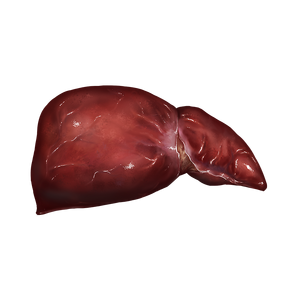 Liver