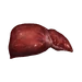Liver