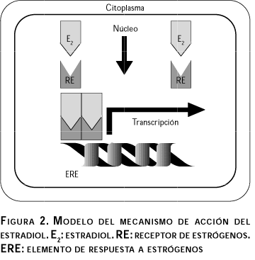 receptor de la hormona tiroidea