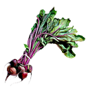 Beetroot.png