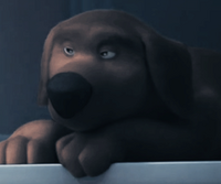 Finn (Labrador Retriever)
