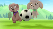 Stellar and Franny playing soccer.