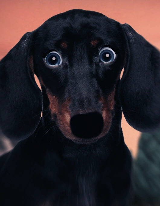 Lily (Dachshund) PAW Patrol Fanon Wiki Fandom