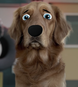 Buddy (Golden Retriever)