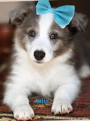 File:Blue merle Border Collie.jpg - Wikimedia Commons